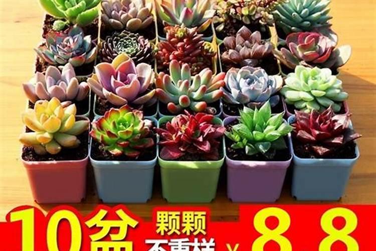 盆栽多肉植物施什么肥 该如何施肥
