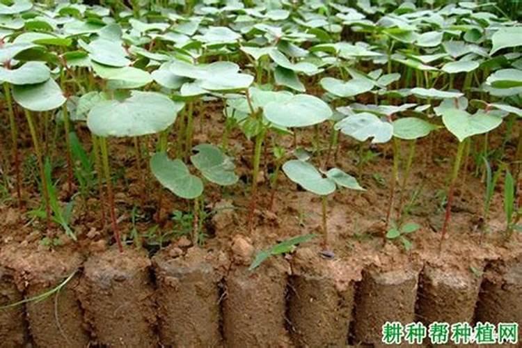 棉花育苗方法 棉花应该怎么养殖