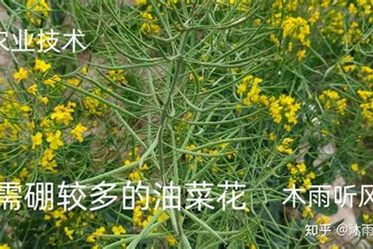 硼锌铁镁肥的用法用量