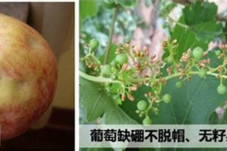 苹果几月份打硼好