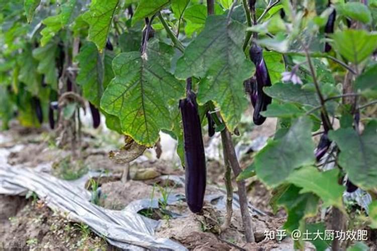 茄子的需肥规律是怎样的？施肥时需要注意哪些问题？