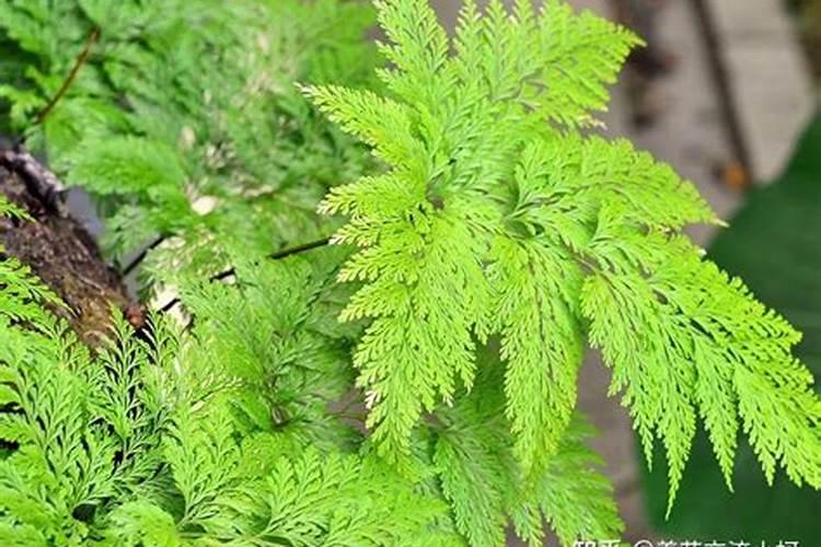 龙尾蕨种植方法