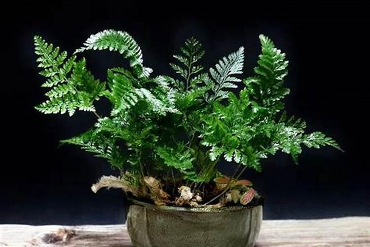 狼尾蕨的养殖方法是什么