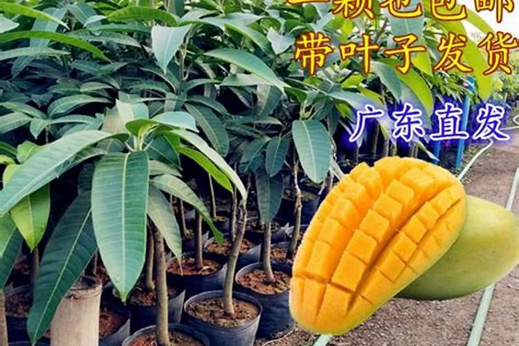 芒果树用什么肥料最好
