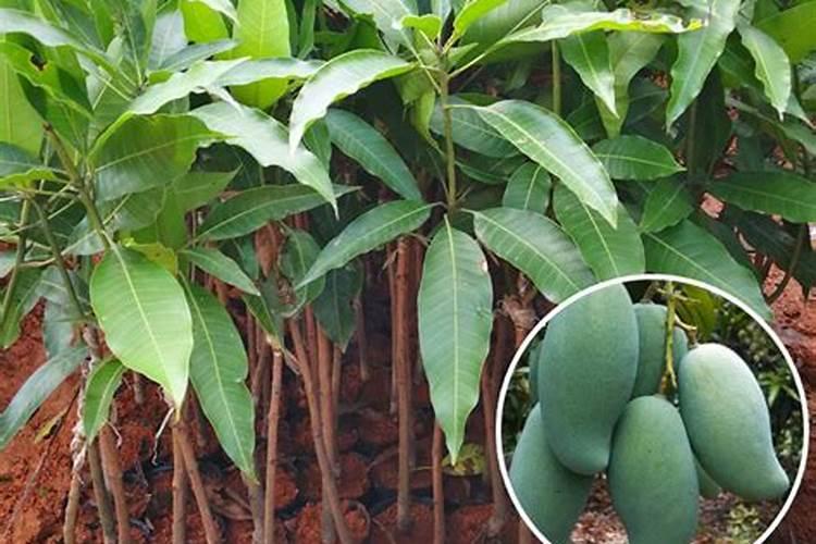 芒果用什么肥料能快速成长？施肥几次？
