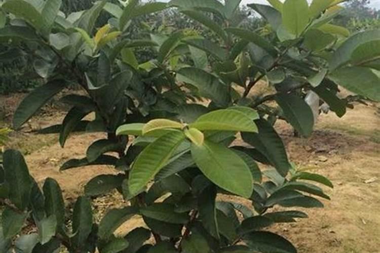 种植番石榴的注意事项