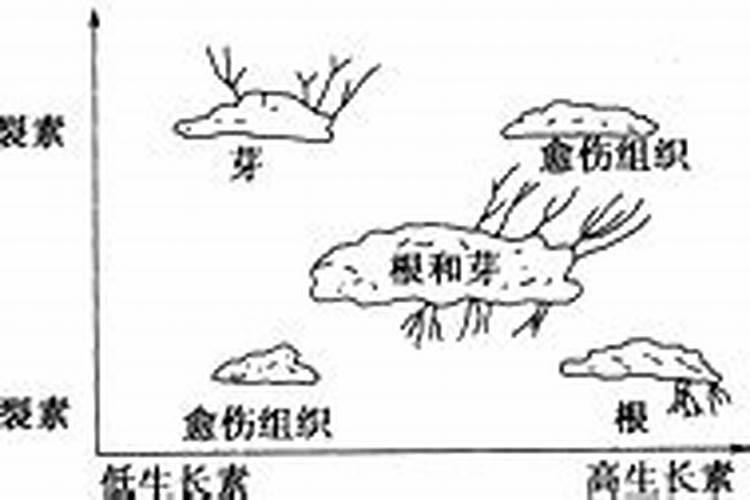 叶面肥是什么肥料