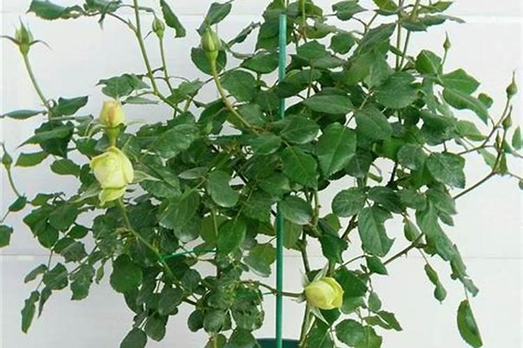磷酸二氢钾浇月季花使用方法