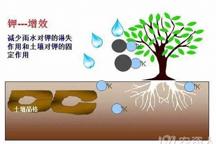 矿源黄腐酸钾的混施禁忌 黄腐酸钾是什么东西