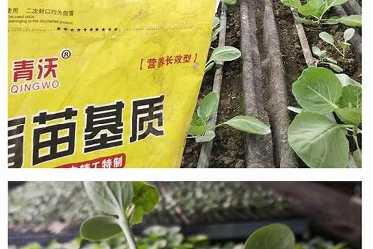 花卉专用肥都有哪些