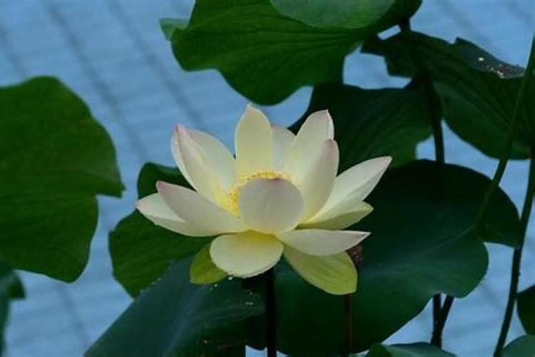 碗莲在水中发芽生根需要移出来吗