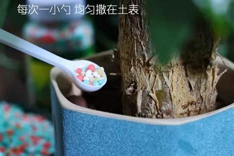 绿萝叶片容易泛黄的原因以及解决方法