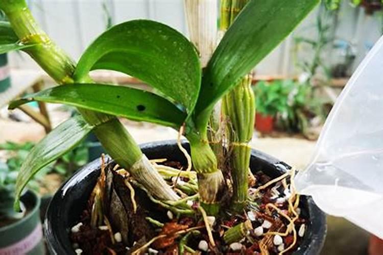 石斛兰怎么浇水(如何给石斛兰施肥与浇水？)