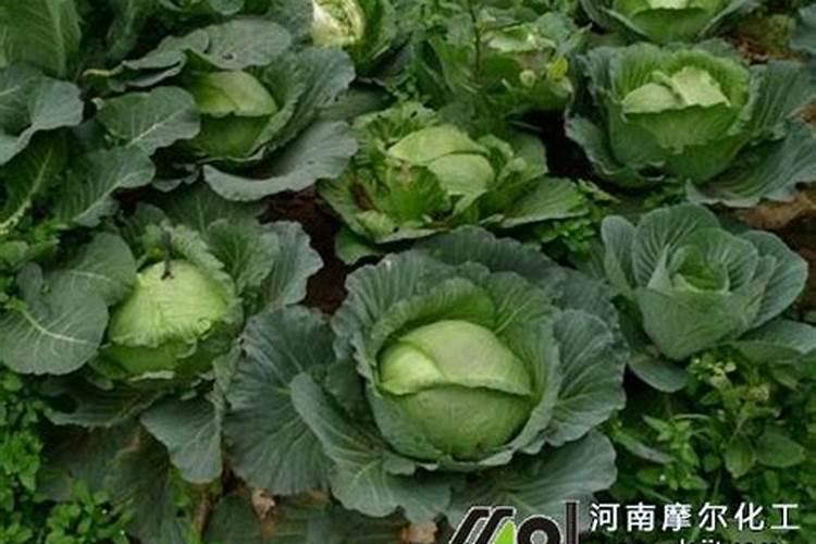 育的花菜白菜包菜苗出土后多少天可打点叶面肥？