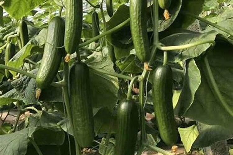 黄瓜上用什么叶面肥好