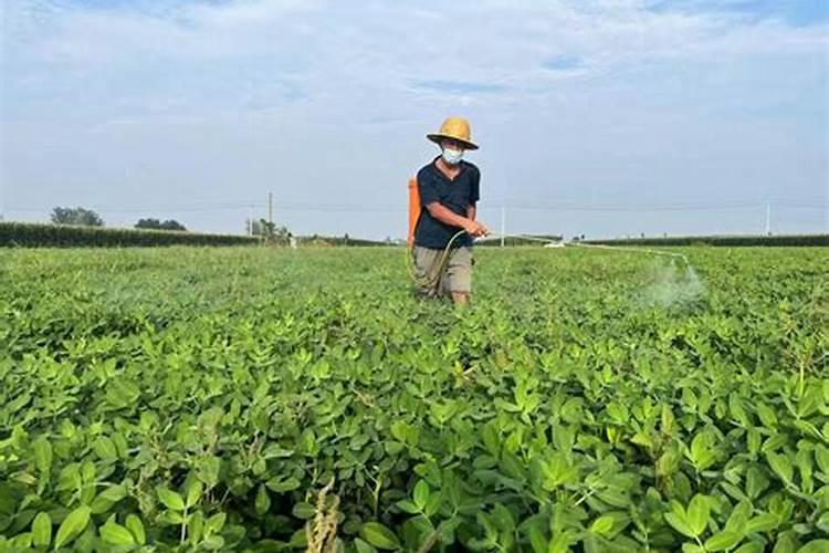花生用什么叶面肥好 附种植方法