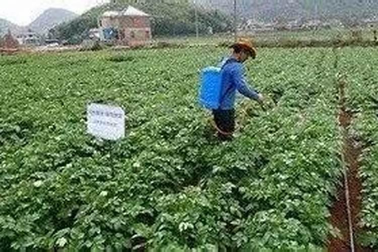 马铃薯后期需要什么肥 可以施钾肥吗