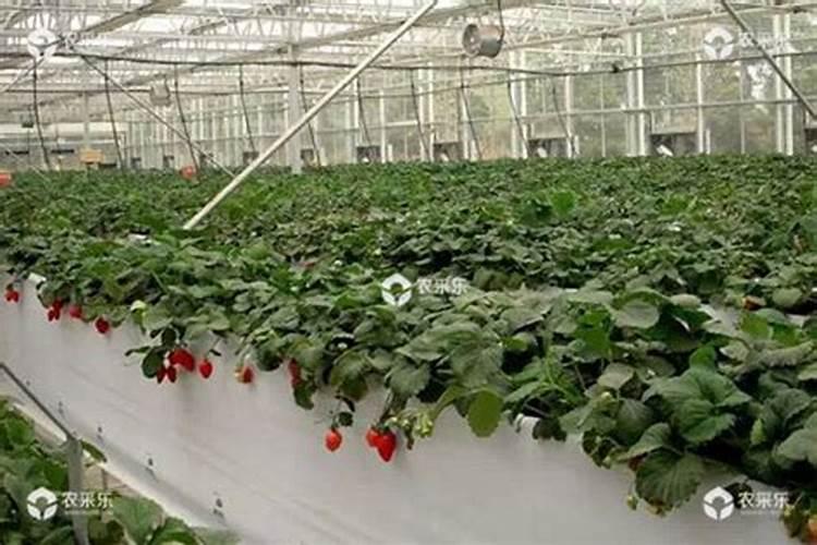 养草莓用什么肥料