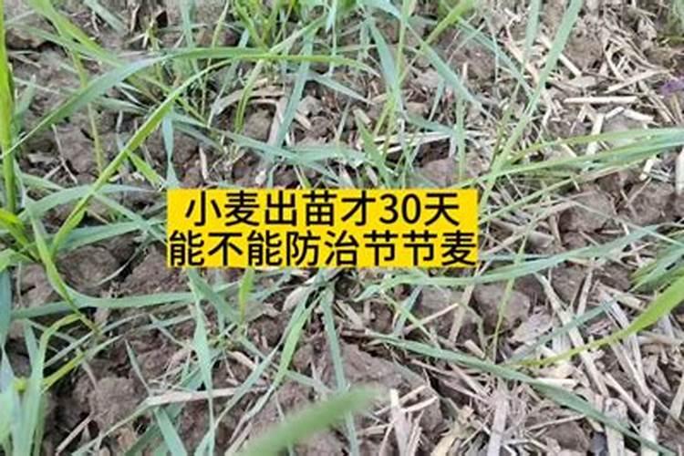 100斤麦种用多少芸苔素拌种 芸苔素如何使用