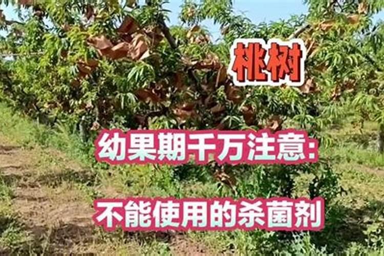 桃树开花后打什么药保果