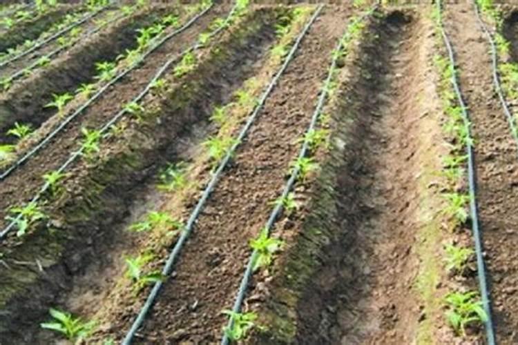 大棚蔬菜膜下滴灌施肥需要注意什么