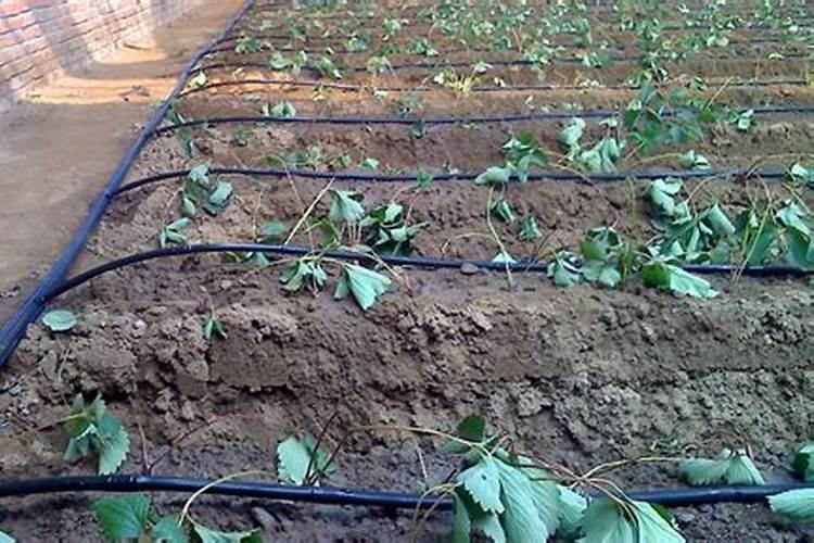 蔬菜大棚的滴灌是怎样实现的
