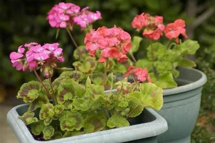 氮磷钾复合肥怎样浇花,用水稀释后再浇灌
