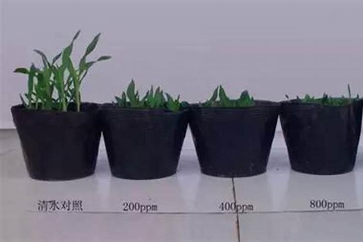 多效唑与哪些不能混用