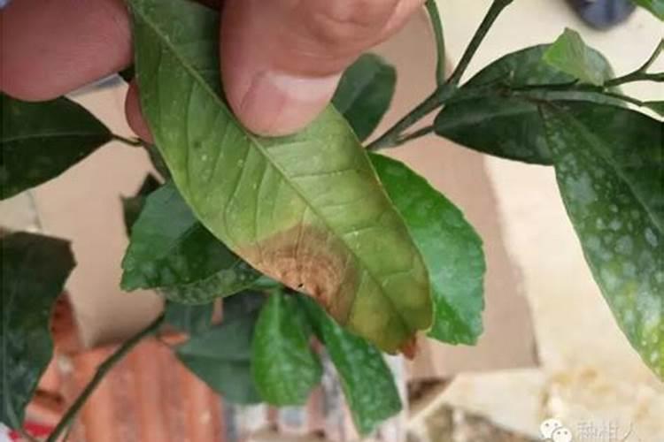 柑橘叶子有黄班怎么回事