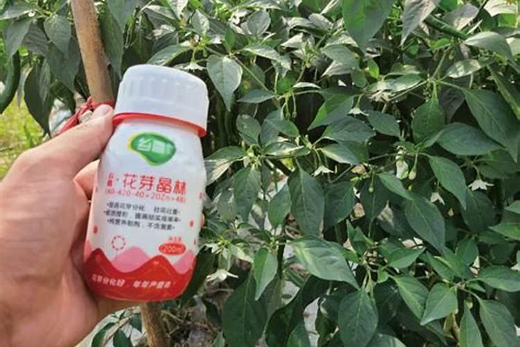 磷酸二氢钾可以给花灌根吗？