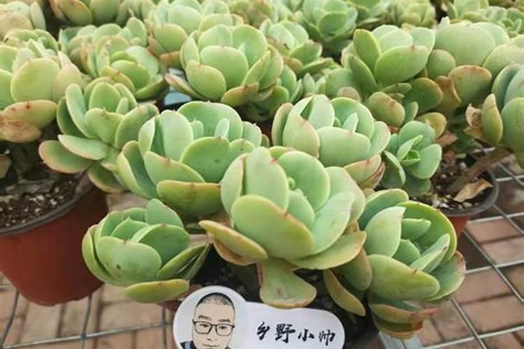 佛手瓜用什么肥料最好