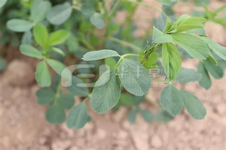 紫花苜蓿施什么肥长得快花卉百科