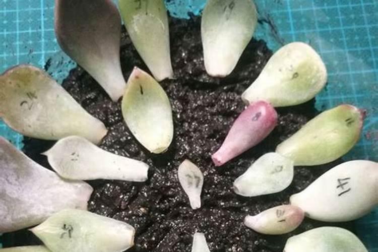 多肉死了可以当肥料吗(多肉死了能救活吗)
