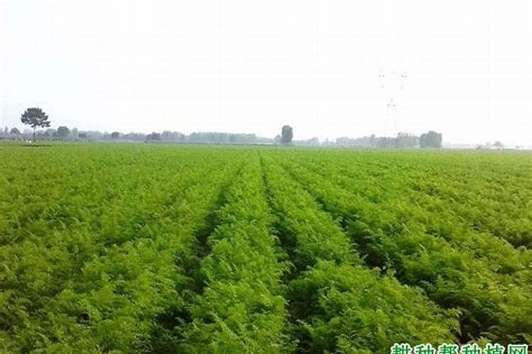 硼对滴灌作物生长的影响是什么？如何科学滴施硼肥？