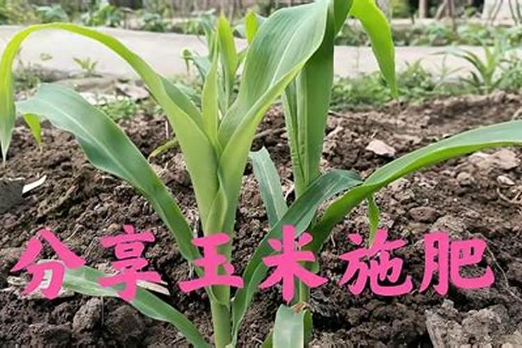 底肥放底部还是混在土里