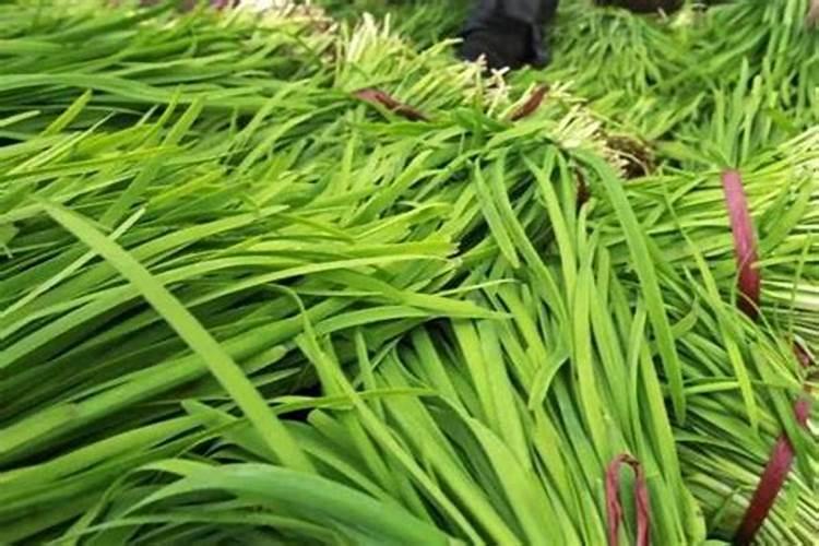 种韭菜用什么肥料长得好 施什么肥韭菜越长越粗