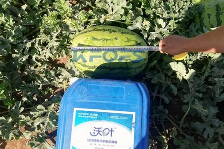 种植西瓜用什么肥料
