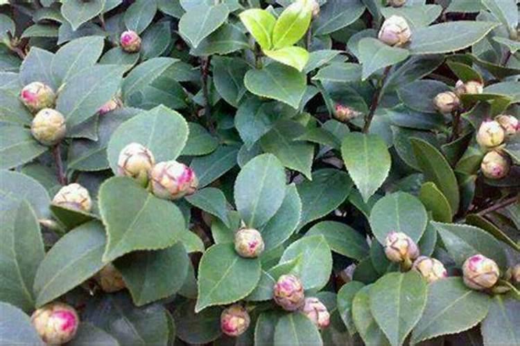 家里种植蔬菜需要什么条件