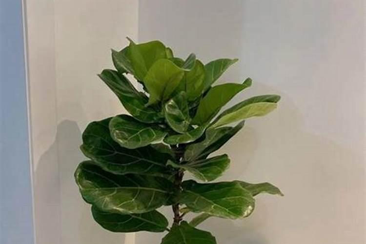 琴叶榕怎么浇水