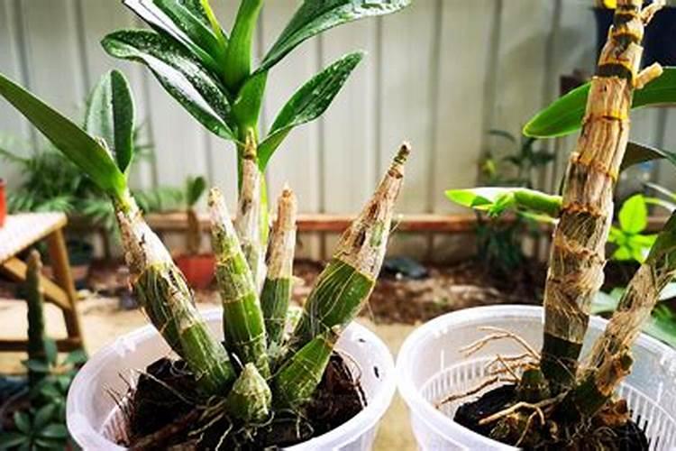 盆栽石斛兰花的叶面肥用那种好