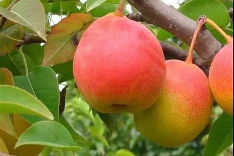 苹果施肥量的确定要注意什么