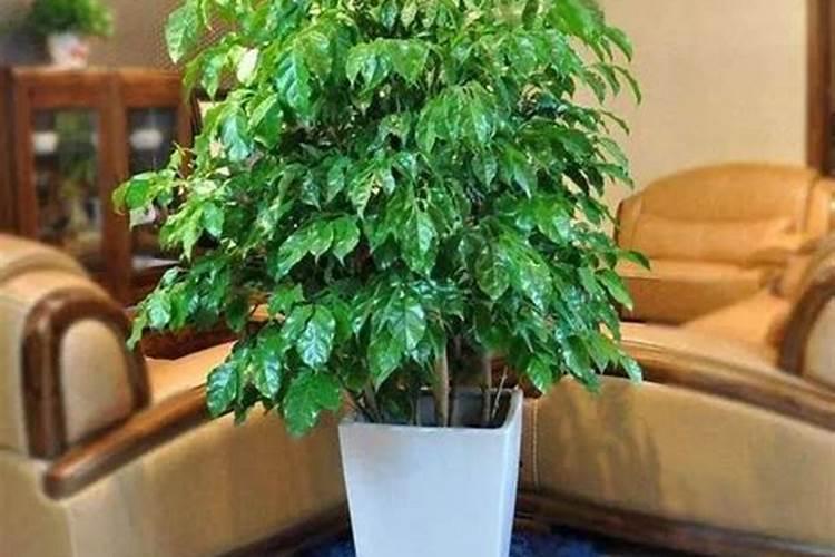 魔芋怎么种的 魔芋的种植方法和时间