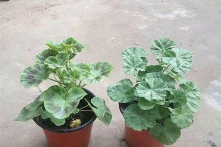 天竺葵夏天怎么浇水施肥 如何度过夏天