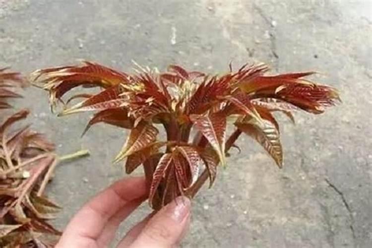 香椿树施什么肥好