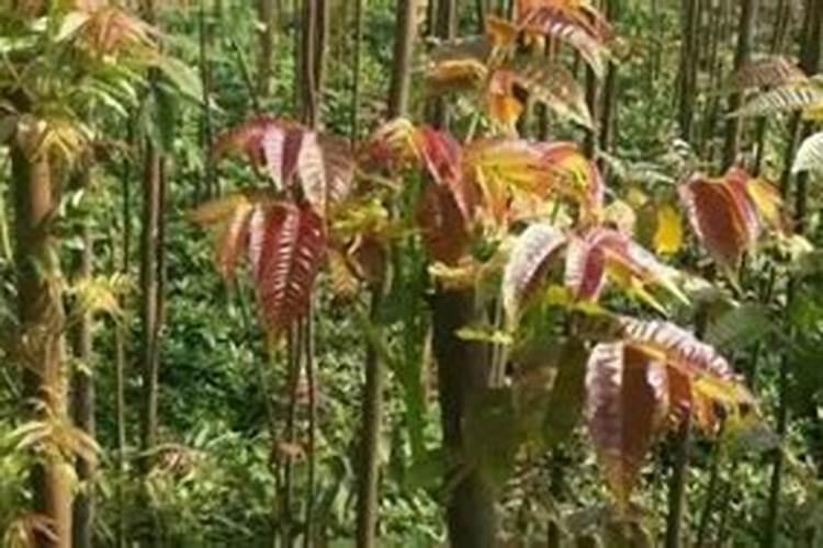 香椿树施什么肥长的快