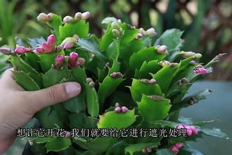 蟹爪兰烂根了怎么回事