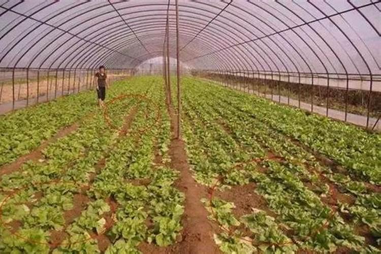草莓磷肥过量是什么症状