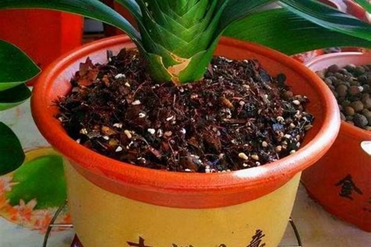 核桃可不可以做花肥 核桃可以做花肥吗