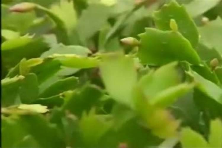 蟹爪兰打花苞怎么浇水施肥