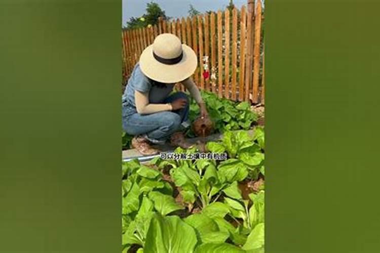 无架豆角的种植方法和时间